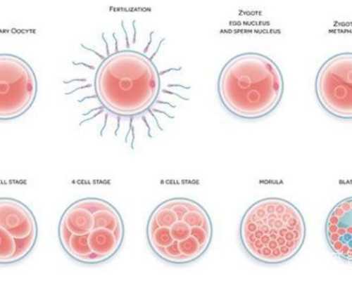 南京代怀网站靠谱吗,不用中介去泰国试管婴儿行吗?-南京有供卵试管机构吗-试