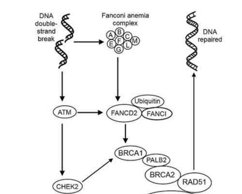 南京代孕网价格表,试管婴儿取卵后休息多久?为什么试管婴儿取卵少?-移植