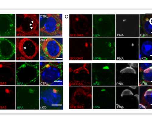 南京有供卵医院嘛,2026海南三代试管婴儿助孕费用一览表(附省钱攻略)_南京试管