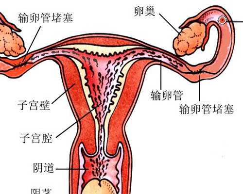 苏州合法试管代怀,试管婴儿患者子宫内膜厚度会影响到成功吗_上海私立医院供